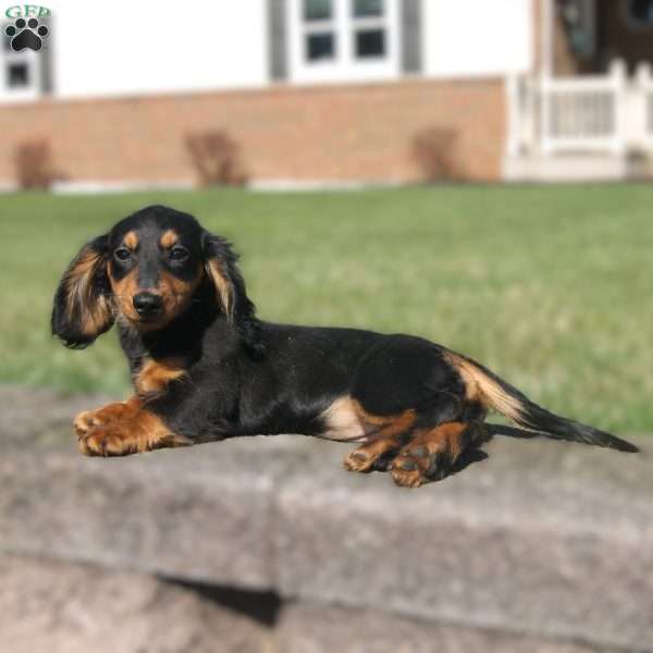 Jenny, Dachshund Puppy